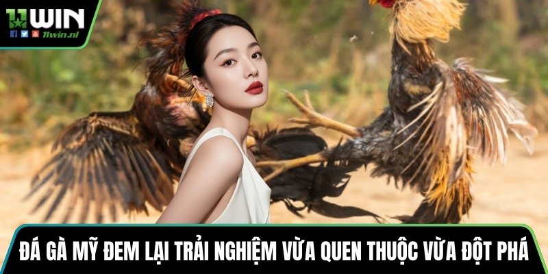 Đá gà Mỹ đem lại trải nghiệm vừa quen thuộc vừa đột phá