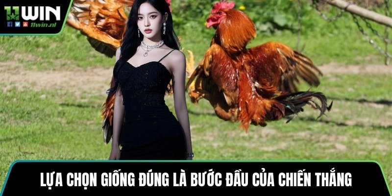 Lựa chọn giống đúng là bước đầu của chiến thắng